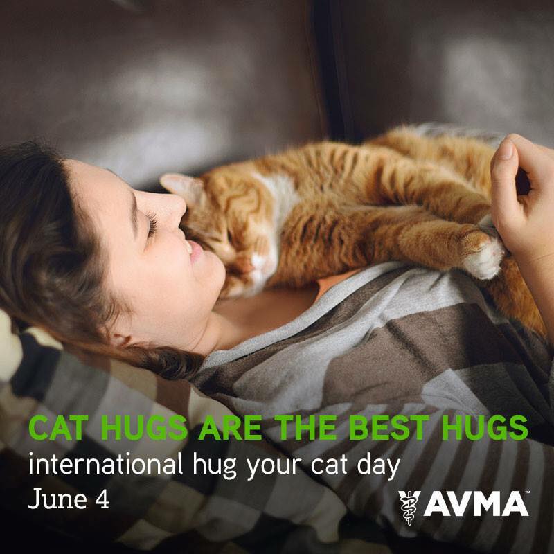 cat hugs banner