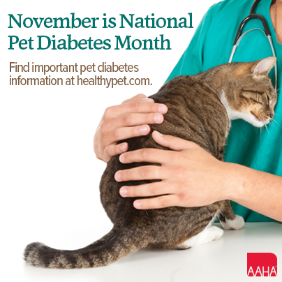 pet diabetes month banner