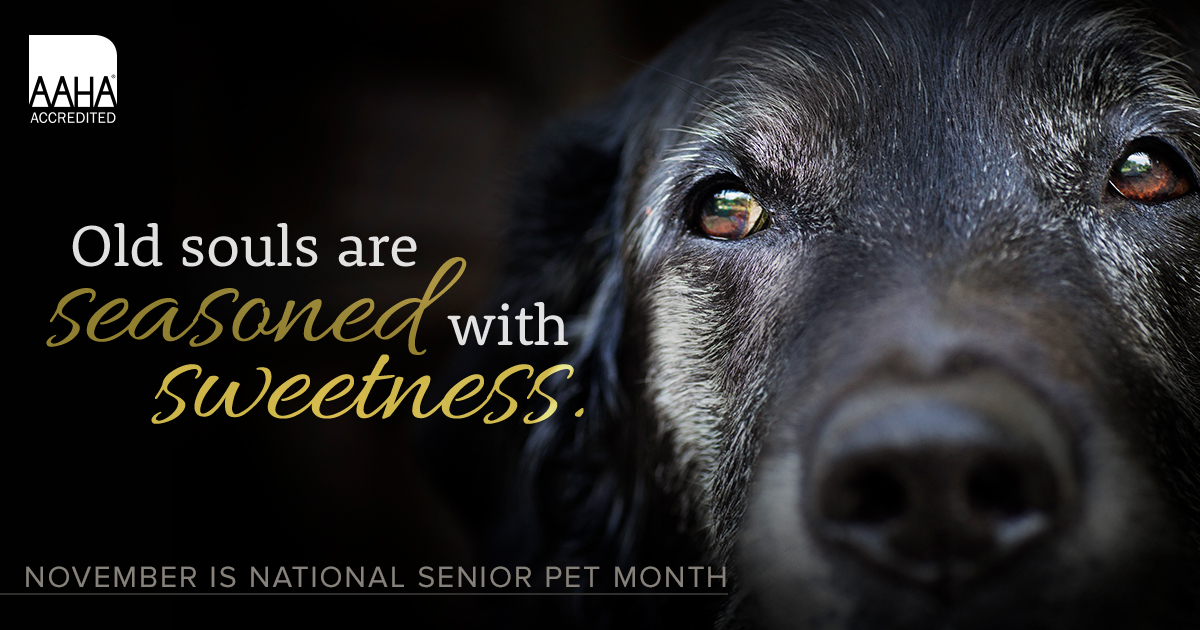 senior pet month banner