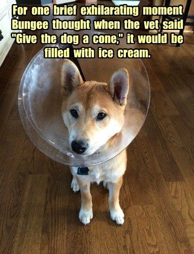 dog in cone meme